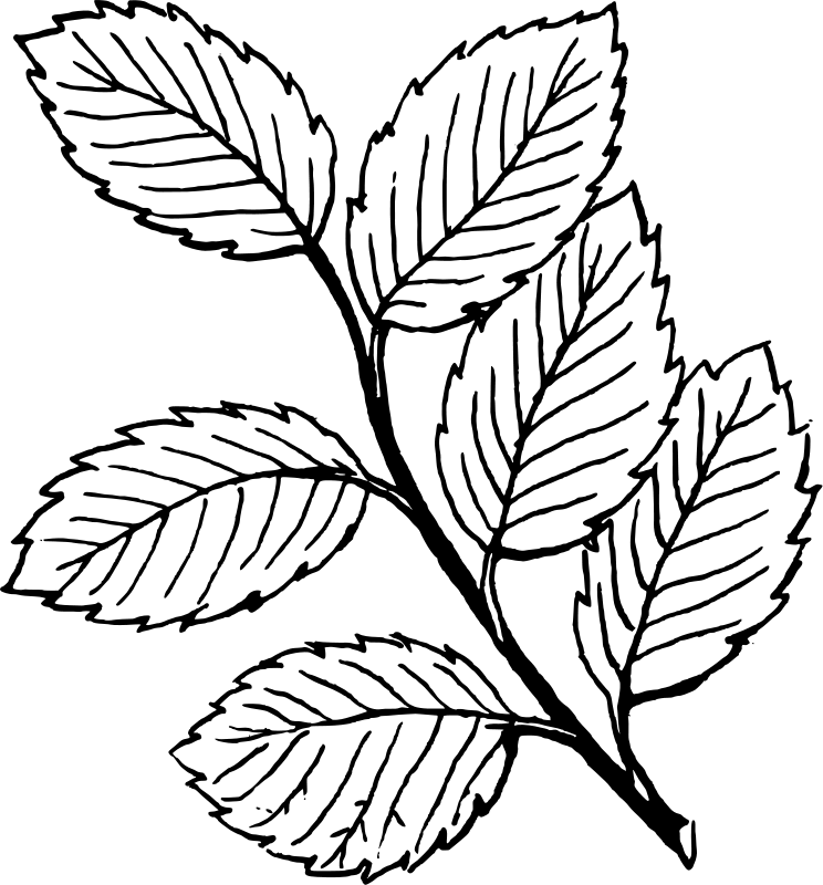 Leaf Coloring Pages Nature Printable Leaf For Kids Printable 2021 343 Coloring4free