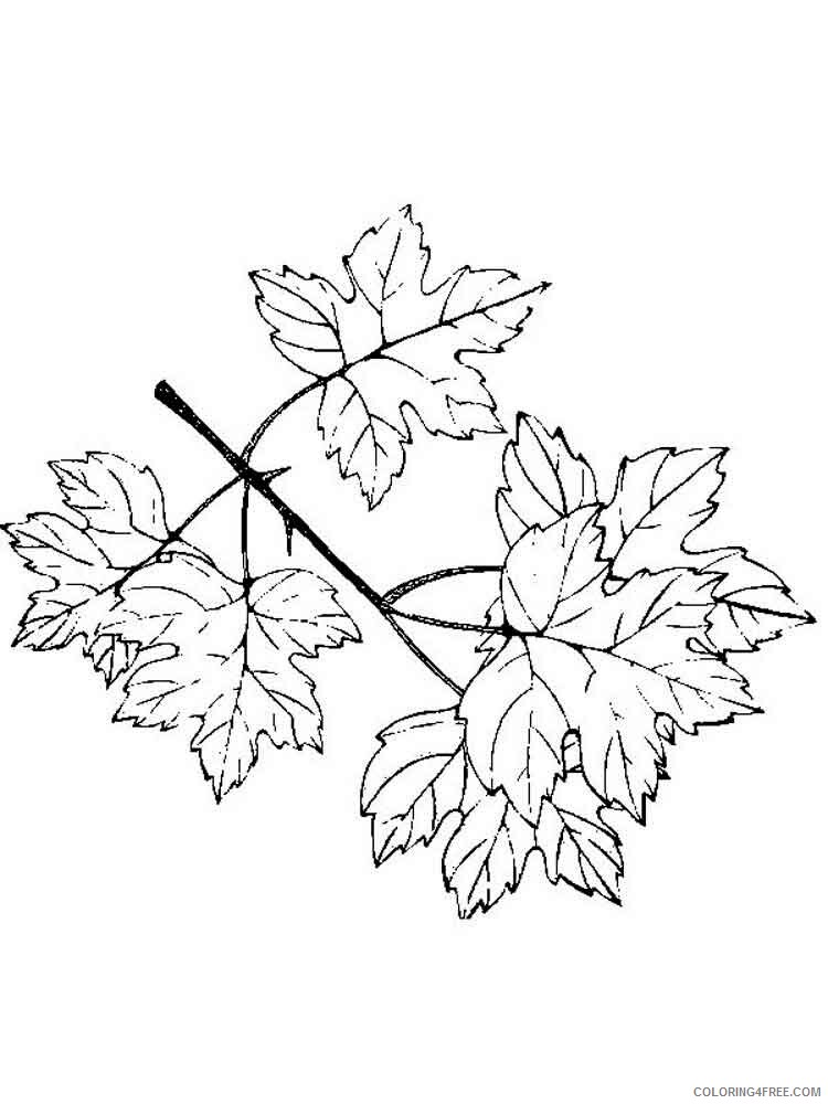 Leaf Coloring Pages Nature leaf 14 Printable 2021 318 Coloring4free