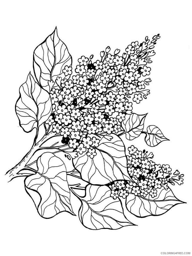 Lilac Coloring Pages Flowers Nature lilac flower 1 Printable 2021 224 Coloring4free