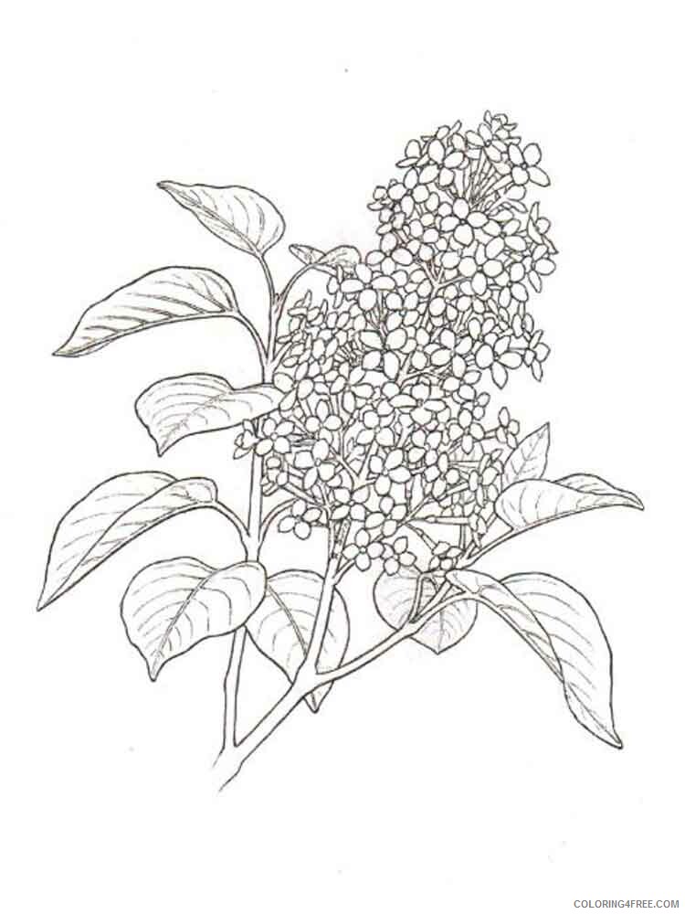Lilac Coloring Pages Flowers Nature lilac flower 2 Printable 2021 225 Coloring4free