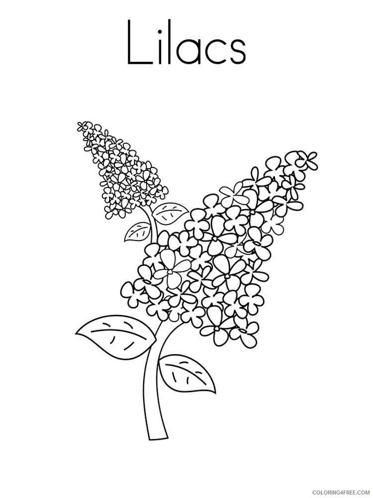 Lilac Coloring Pages Flowers Nature lilac flower 6 Printable 2021 226 Coloring4free