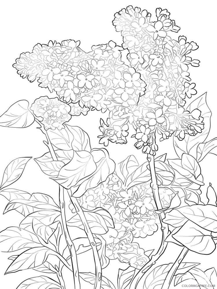 Lilac Coloring Pages Flowers Nature lilac flower 7 Printable 2021 227 Coloring4free