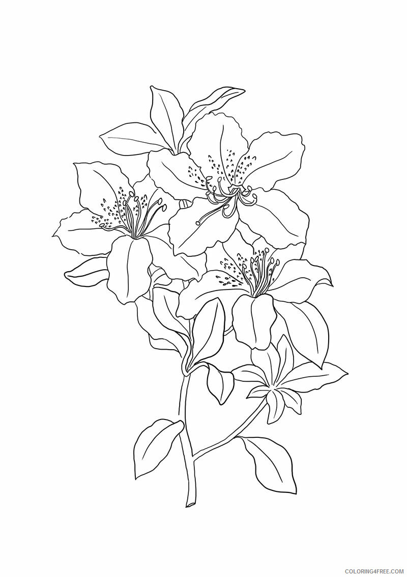 Lilies Coloring Pages Flowers Nature Beautiful Lilies Printable 2021 229 Coloring4free