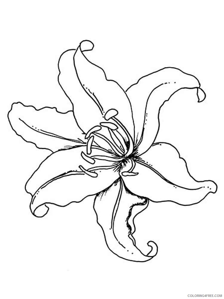 Lilies Coloring Pages Flowers Nature Lilies flower 11 Printable 2021 230 Coloring4free