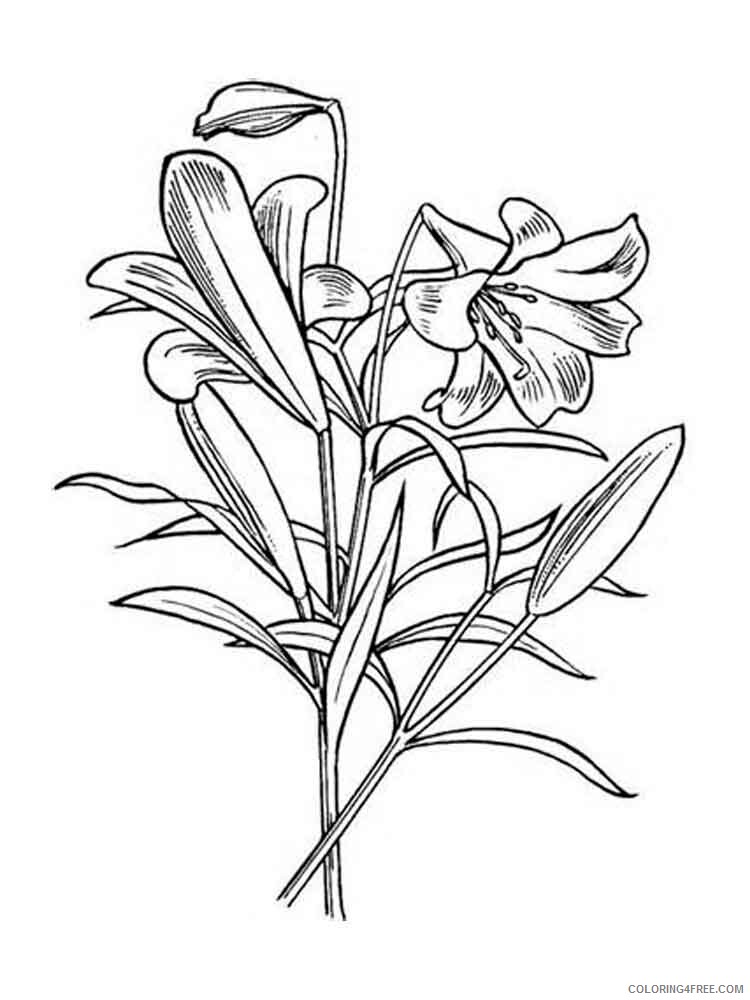 Lilies Coloring Pages Flowers Nature Lilies flower 13 Printable 2021 232 Coloring4free