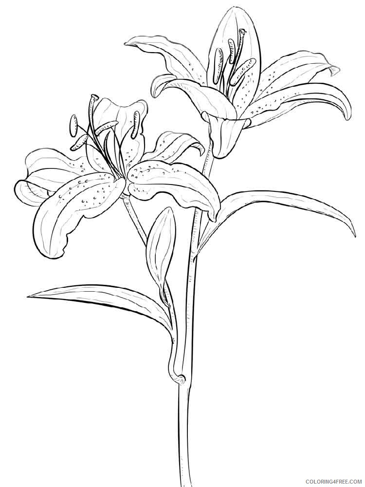 Lilies Coloring Pages Flowers Nature Lilies flower 14 Printable 2021 233 Coloring4free