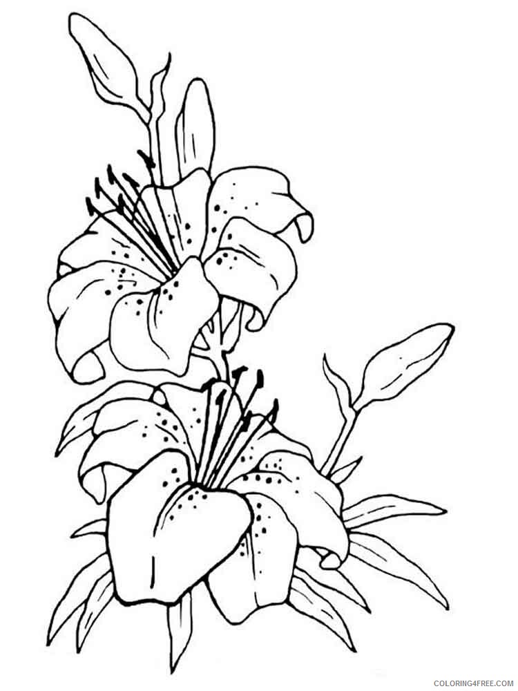 Lilies Coloring Pages Flowers Nature Lilies flower 2 Printable 2021 234 Coloring4free