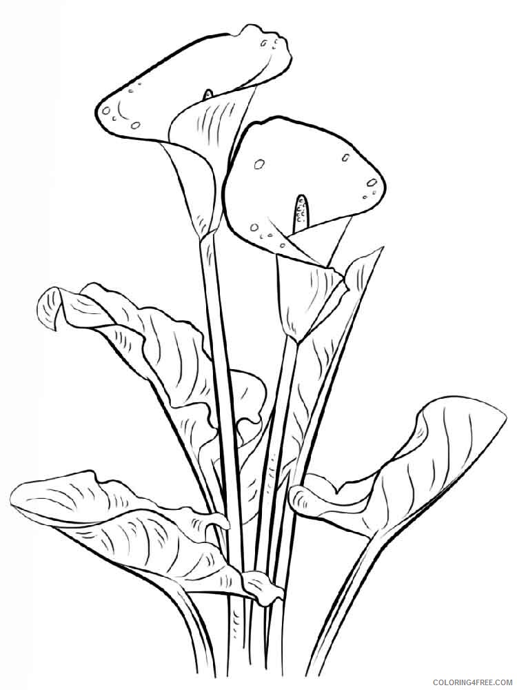 Lilies Coloring Pages Flowers Nature Lilies flower 4 Printable 2021 235 Coloring4free