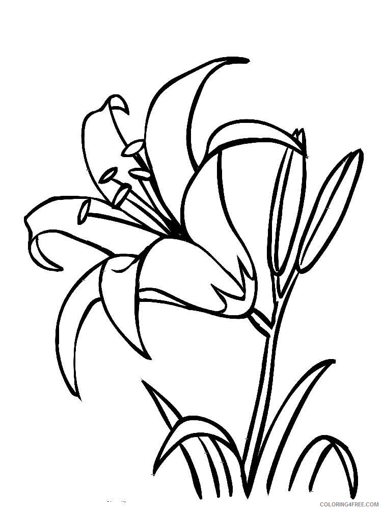 Lilies Coloring Pages Flowers Nature Lilies flower 5 Printable 2021 236 Coloring4free