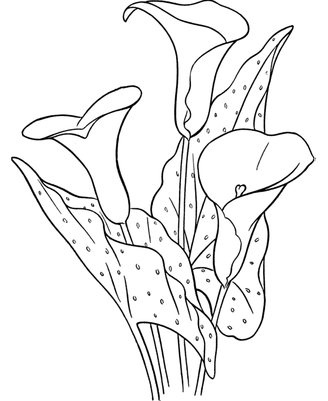 Lilies Coloring Pages Flowers Nature Spring Lilies in May Printable 2021 237 Coloring4free