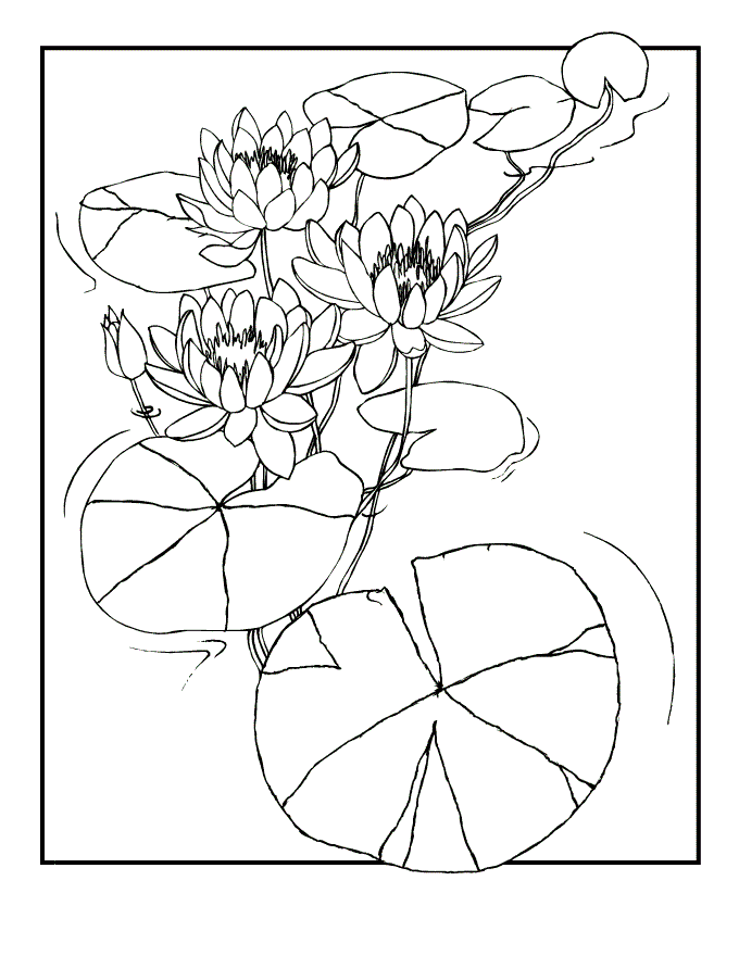 Lilies Coloring Pages Flowers Nature Water Lilies Printable 2021 238 Coloring4free