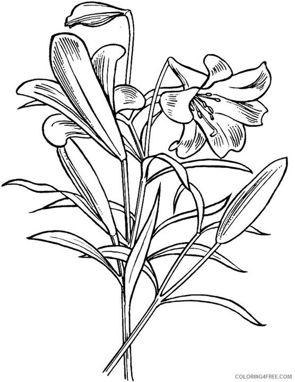 Lily Coloring Pages Flowers Nature Lily Flowers Printable 2021 246 Coloring4free