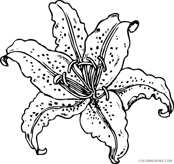 Lily Coloring Pages Flowers Nature Lily Printable 2021 245 Coloring4free