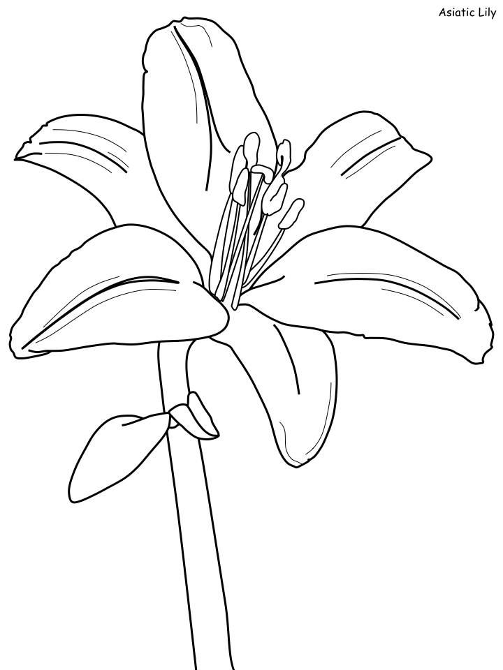 Lily Coloring Pages Flowers Nature asiatic lily Printable 2021 240 Coloring4free