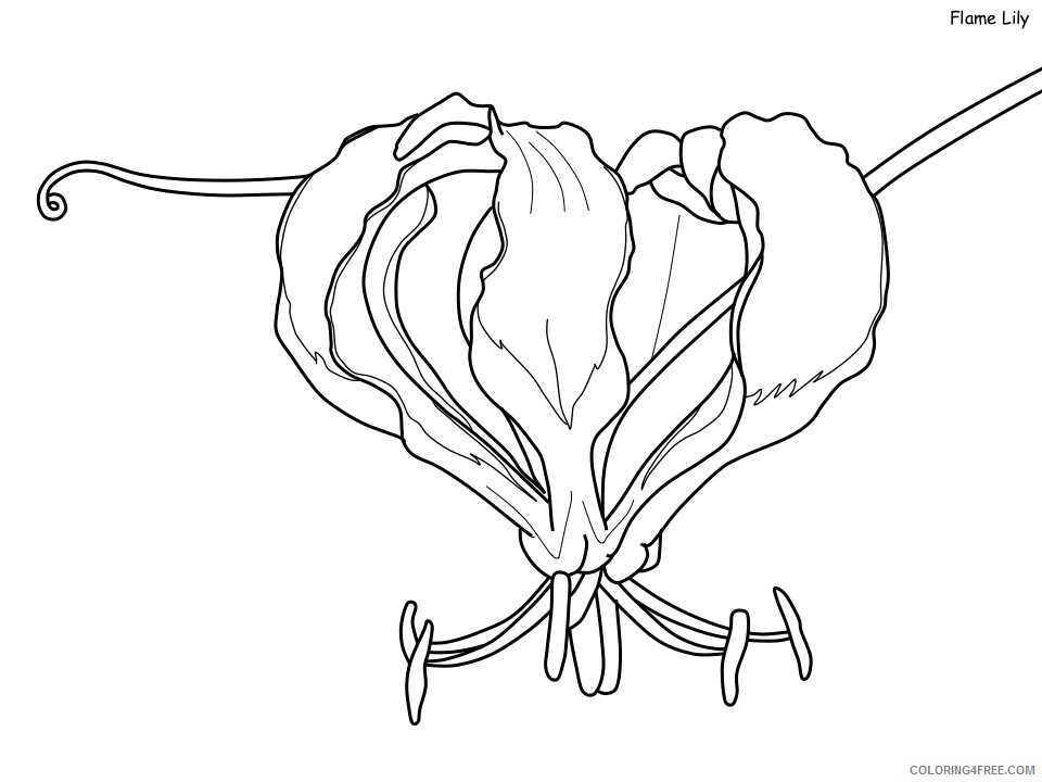 Lily Coloring Pages Flowers Nature flame lily Printable 2021 243 Coloring4free
