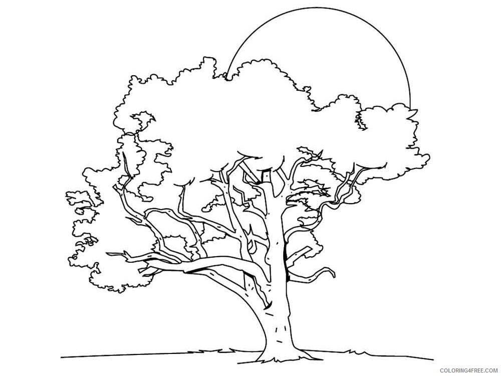 Linden Tree Coloring Pages Tree Nature linden tree 4 Printable 2021 559 Coloring4free