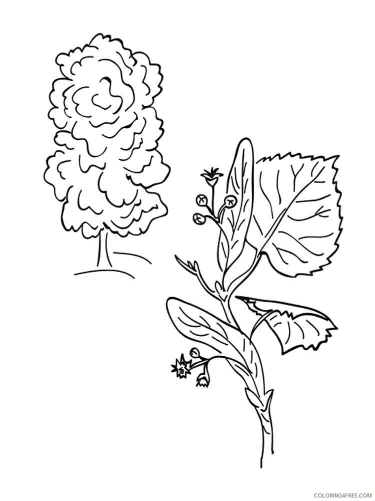 Linden Tree Coloring Pages Tree Nature linden tree 5 Printable 2021 560 Coloring4free