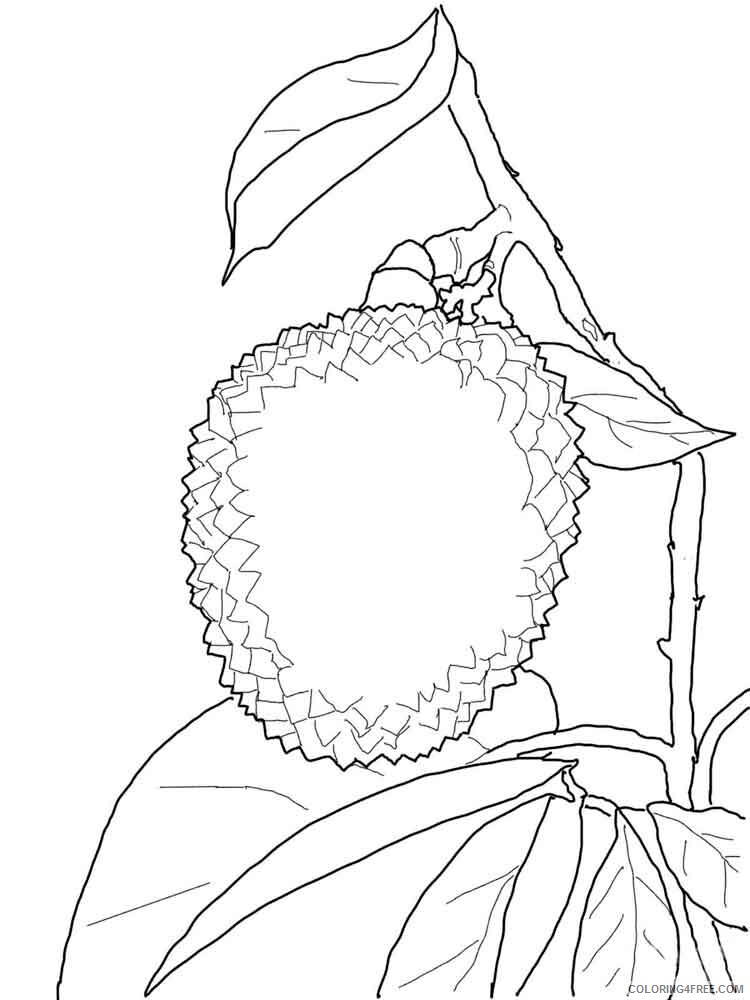 Lychee Coloring Pages Fruits Food Lychee fruits 5 Printable 2021 248 Coloring4free