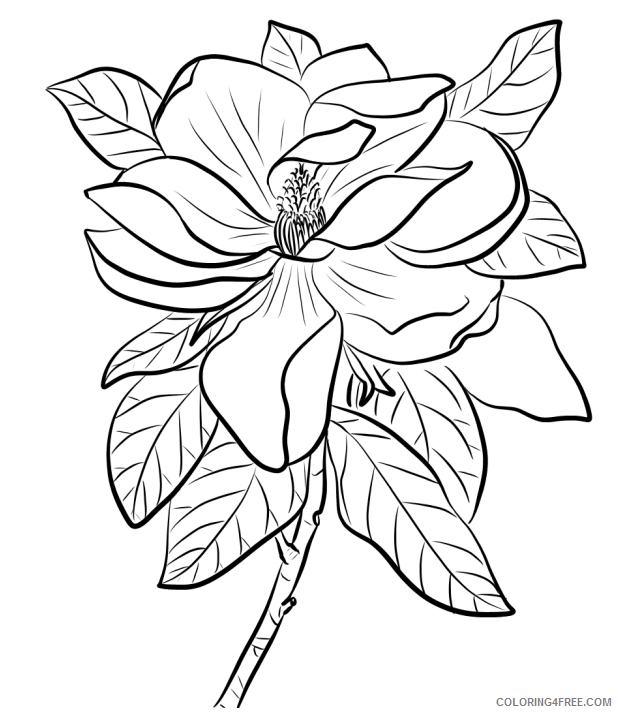 Magnolia Coloring Pages Flowers Nature 1559959515_magnolia Printable 2021 256 Coloring4free