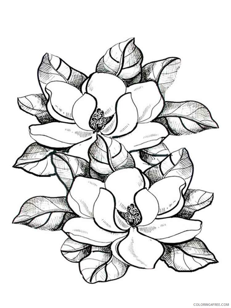 Magnolia Coloring Pages Flowers Nature Magnolia flower 10 Printable 2021 257 Coloring4free