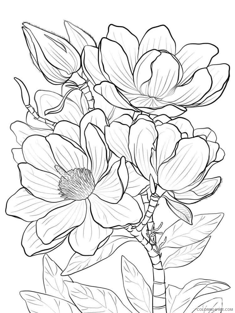 Magnolia Coloring Pages Flowers Nature Magnolia flower 2 Printable 2021 258 Coloring4free