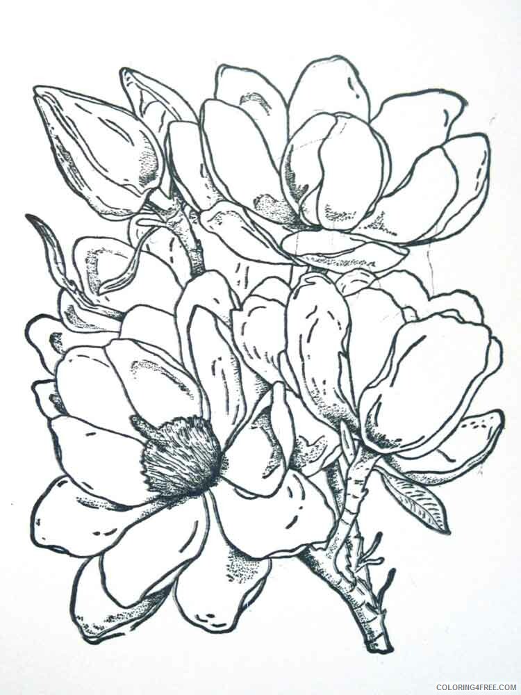 Magnolia Coloring Pages Flowers Nature Magnolia flower 4 Printable 2021 260 Coloring4free