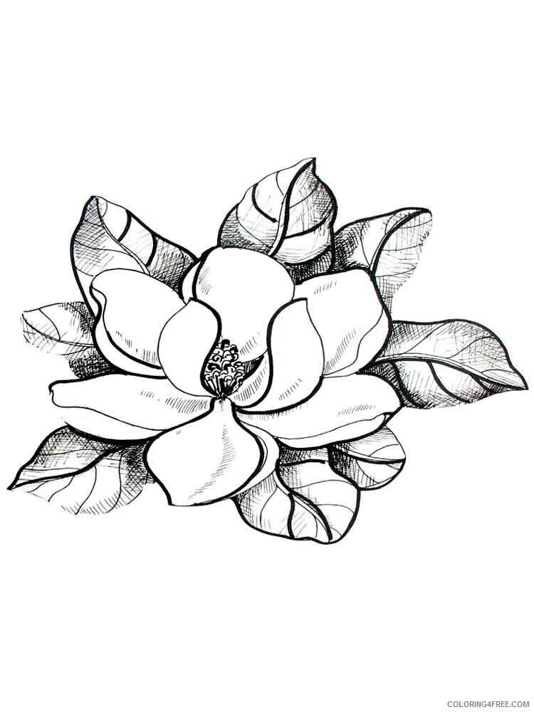 Magnolia Coloring Pages Flowers Nature Magnolia flower 9 Printable 2021 262 Coloring4free