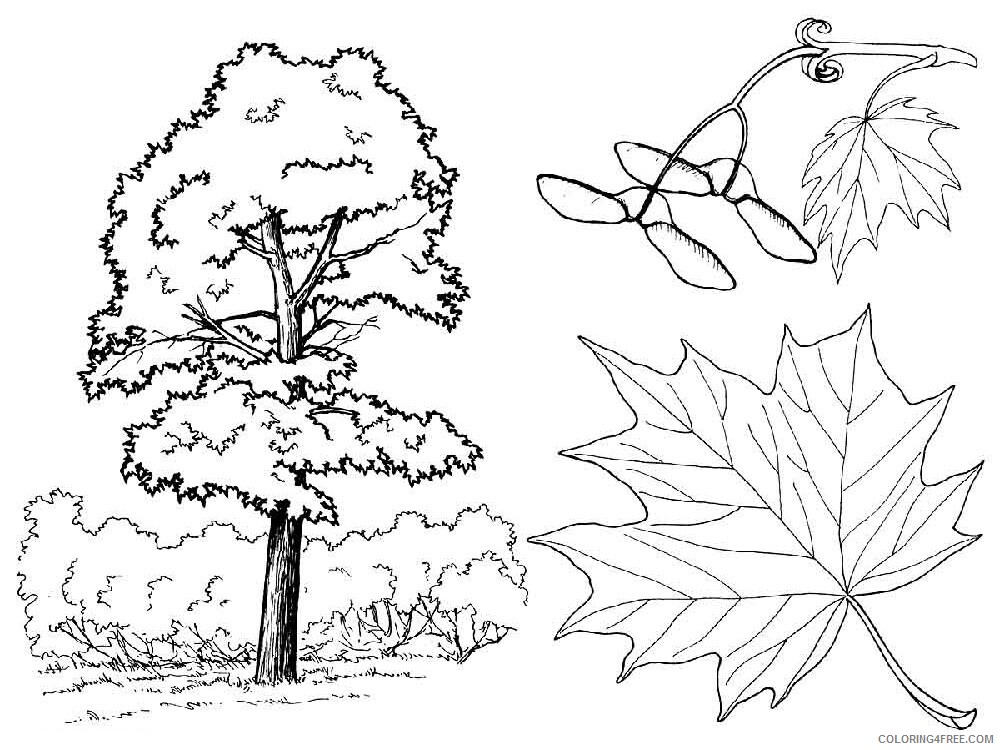 Maple Tree Coloring Pages Tree Nature maple tree 1 Printable 2021 561 Coloring4free