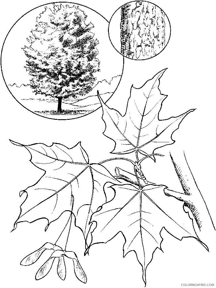 Maple Tree Coloring Pages Tree Nature maple tree 2 Printable 2021 563 Coloring4free