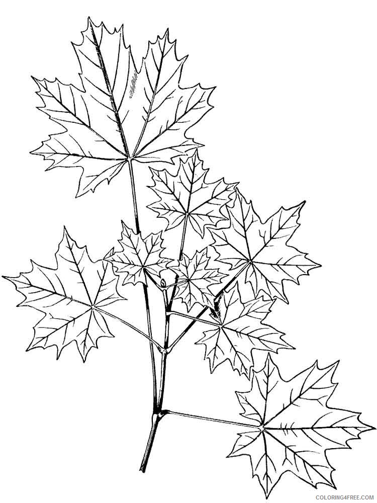 Maple Tree Coloring Pages Tree Nature maple tree 7 Printable 2021 567 Coloring4free