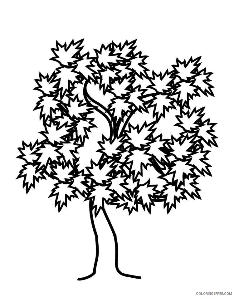 Maple Tree Coloring Pages Tree Nature maple tree 8 Printable 2021 568 Coloring4free
