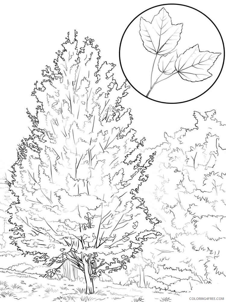 Maple Tree Coloring Pages Tree Nature maple tree 9 Printable 2021 569 Coloring4free