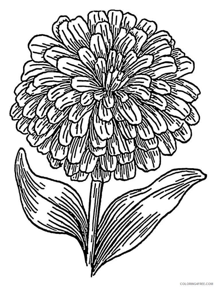 Marigolds Coloring Pages Flowers Nature Marigolds flower 1 Printable 2021 274 Coloring4free