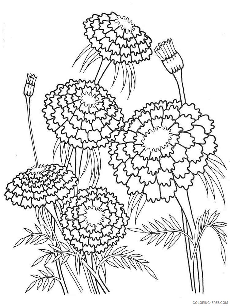 Marigolds Coloring Pages Flowers Nature Marigolds flower 3 Printable 2021 276 Coloring4free