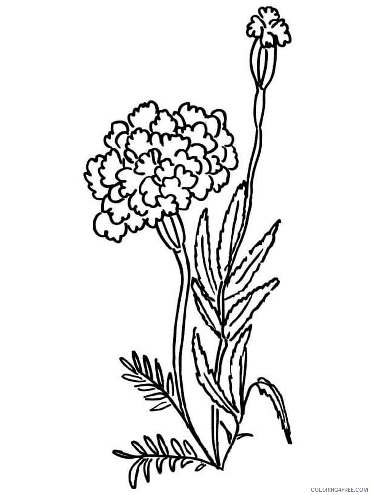 Marigolds Coloring Pages Flowers Nature Marigolds flower 6 Printable 2021 277 Coloring4free