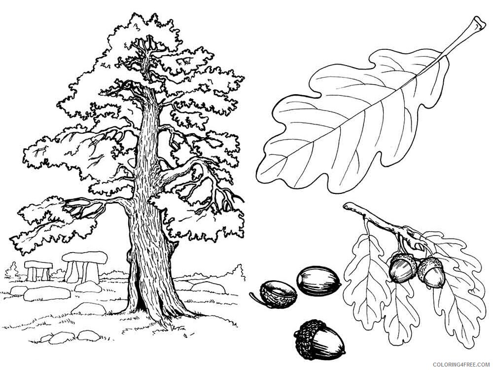 Oak Tree Coloring Pages Tree Nature oak tree 2 Printable 2021 574 Coloring4free
