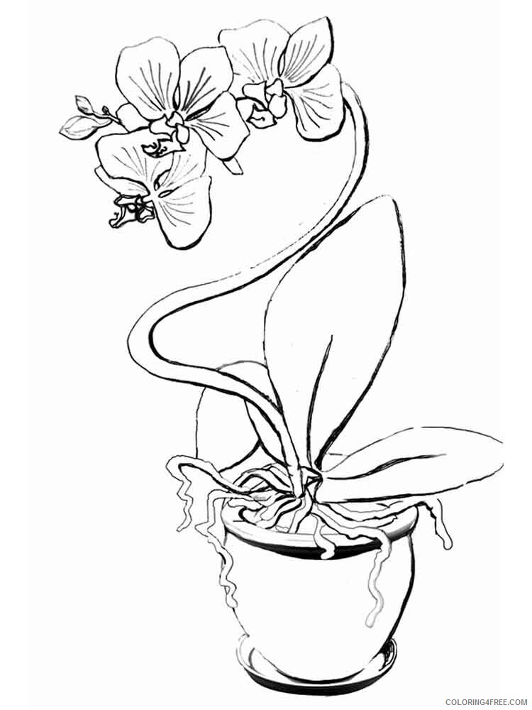 Orchid Coloring Pages Flowers Nature Orchid flower 1 Printable 2021 278 Coloring4free