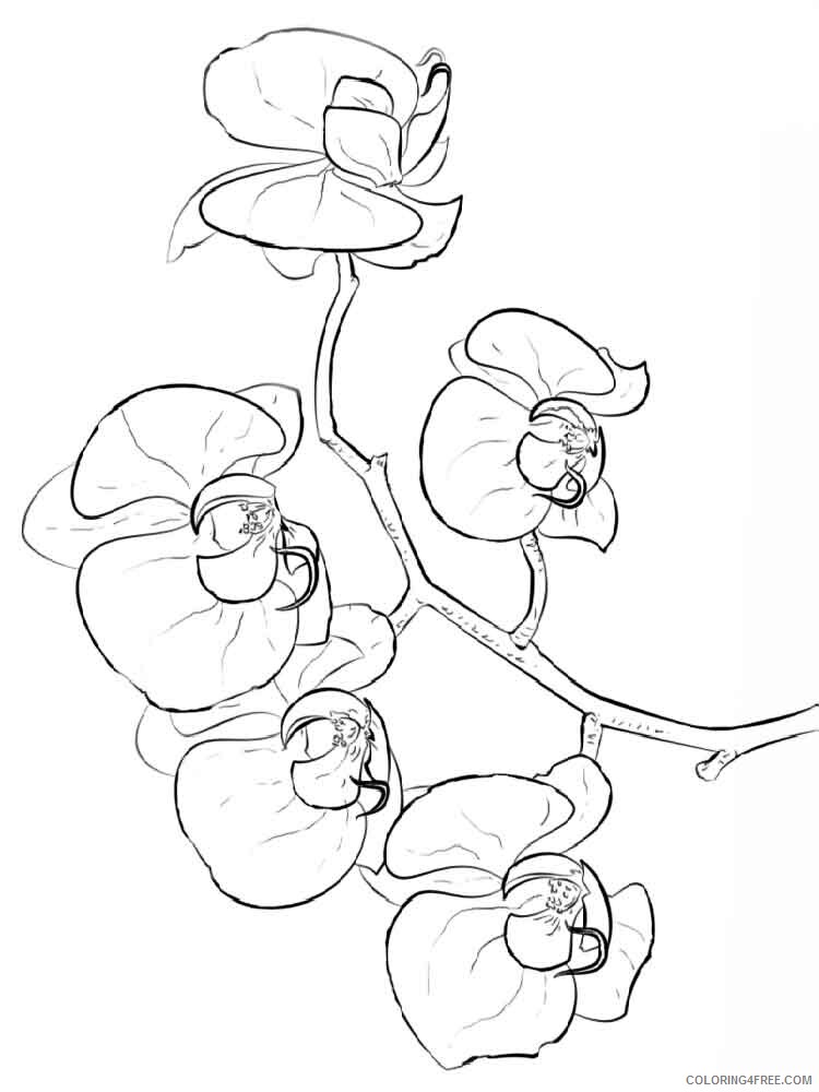 Orchid Coloring Pages Flowers Nature Orchid flower 10 Printable 2021 279 Coloring4free