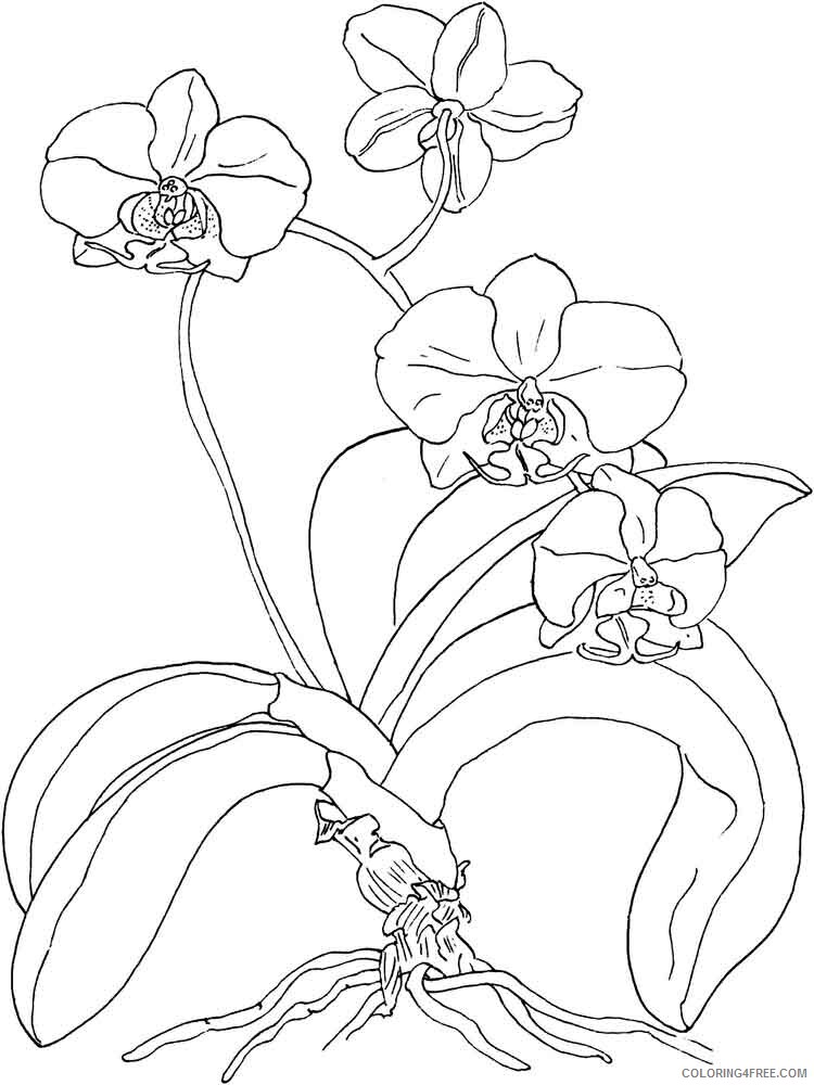 Orchid Coloring Pages Flowers Nature Orchid flower 13 Printable 2021 281 Coloring4free