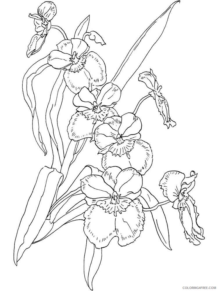 Orchid Coloring Pages Flowers Nature Orchid flower 2 Printable 2021 282 Coloring4free