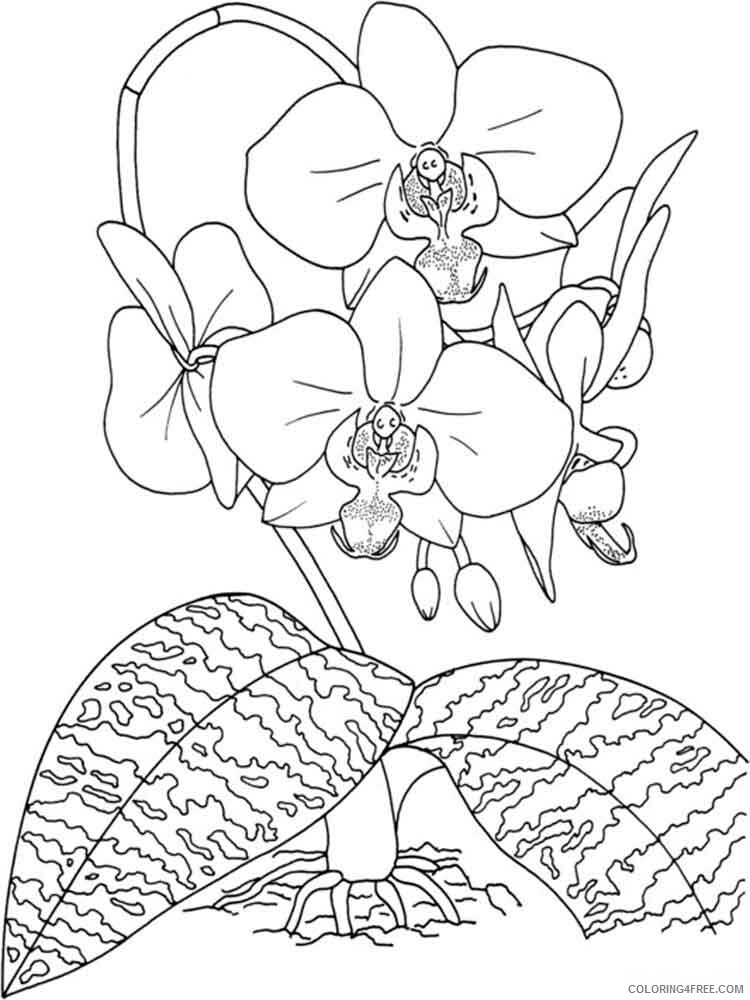 Orchid Coloring Pages Flowers Nature Orchid flower 3 Printable 2021 283 Coloring4free