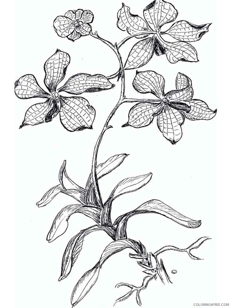 Orchid Coloring Pages Flowers Nature Orchid flower 4 Printable 2021 284 Coloring4free