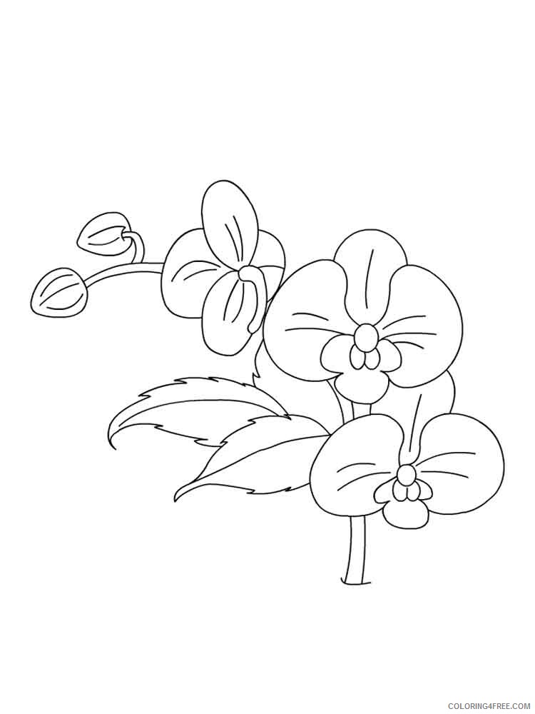 Orchid Coloring Pages Flowers Nature Orchid flower 5 Printable 2021 285 Coloring4free