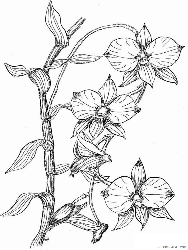 Orchid Coloring Pages Flowers Nature Orchid flower 8 Printable 2021 286 Coloring4free