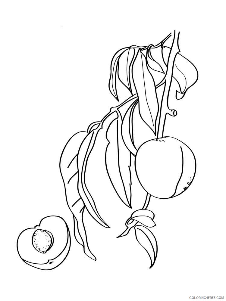 Peach Coloring Pages Fruits Food Peach fruits 10 Printable 2021 324 Coloring4free
