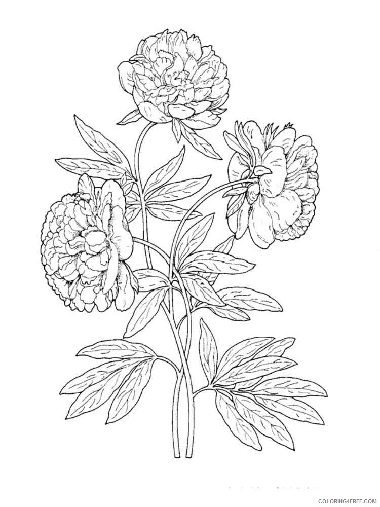 Peony Coloring Pages Flowers Nature Peony flower 11 Printable 2021 290 Coloring4free
