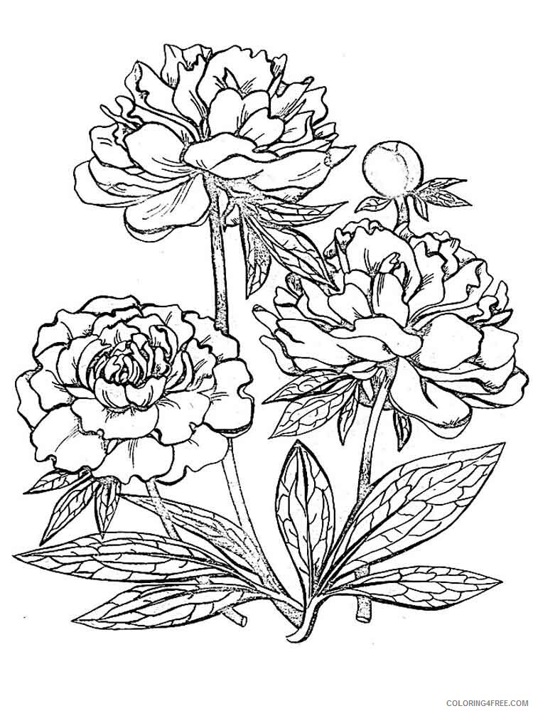 Peony Coloring Pages Flowers Nature Peony flower 14 Printable 2021 293 Coloring4free