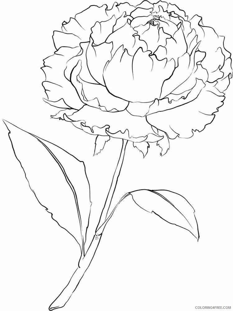 Peony Coloring Pages Flowers Nature Peony flower 2 Printable 2021 294 Coloring4free