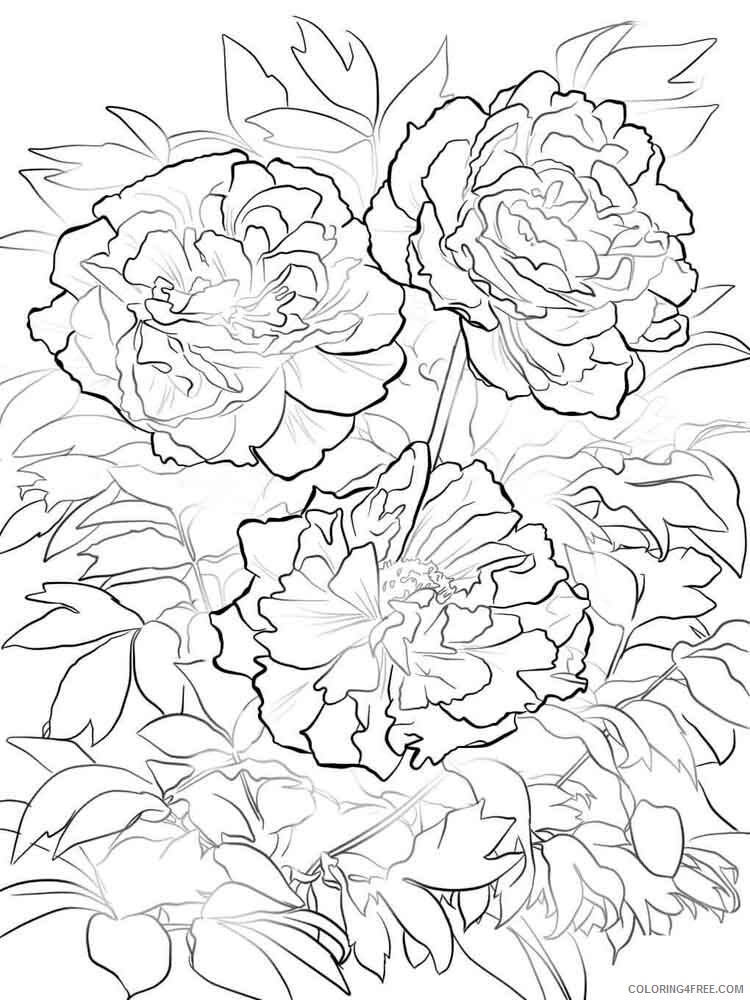 Peony Coloring Pages Flowers Nature Peony flower 5 Printable 2021 295 Coloring4free