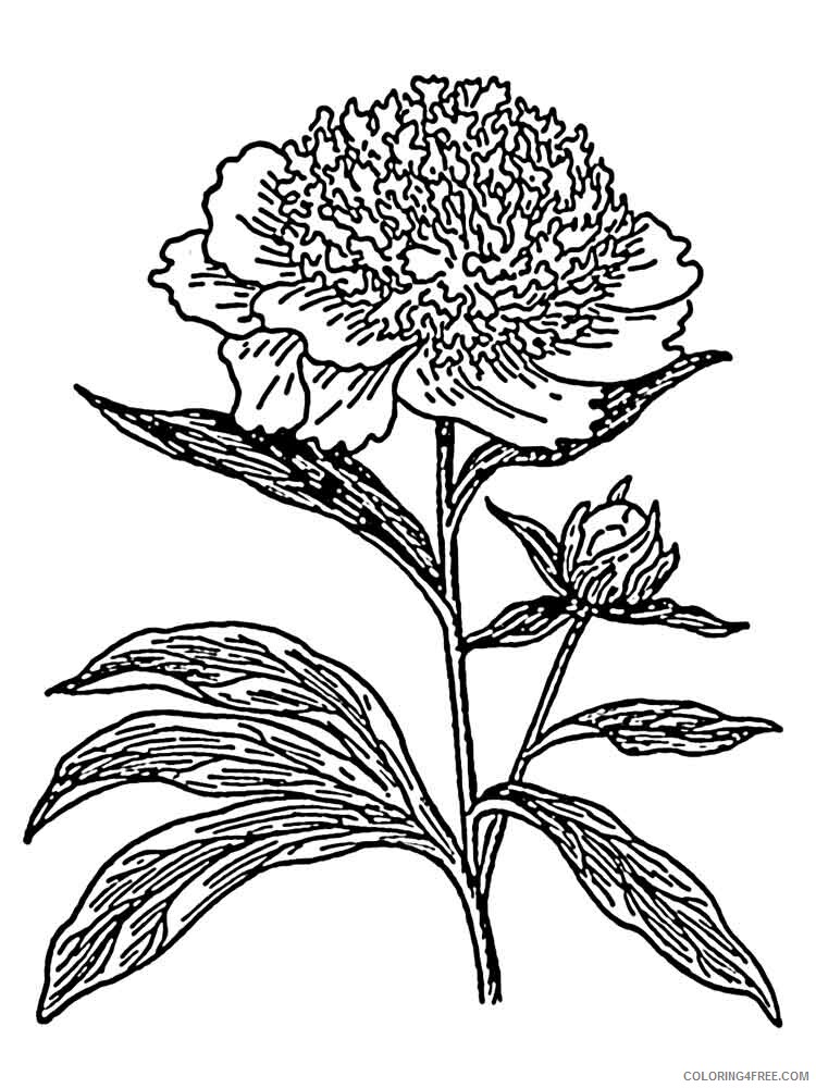 Peony Coloring Pages Flowers Nature Peony flower 7 Printable 2021 296 Coloring4free